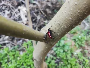Toma detallada de cebo bionico de pesca con mosca de insecto en una rama de árbol.