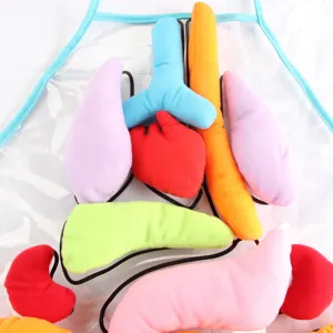 Juguete de delantal cognitivo de órganos internos humanos para niños, modelo de anatomía de peluch