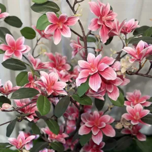 Gedetailleerde opname van kunstmatige magnolia bloemen bonsai, roze en witte bloemblaadjes, decor.