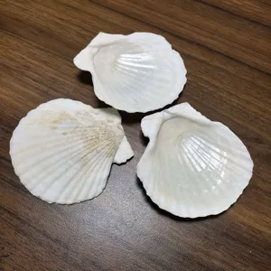 Natuurlijke witte sint-jakobsschelpen voor DIY handgeschilderde creatieve knutselmaterialen.