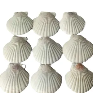 Natuurlijke witte sint-jakobsschelpen 9 stuks voor DIY ambacht schilderij kunst