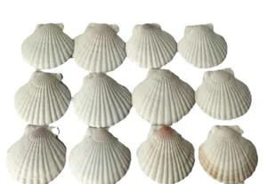 Gedetailleerd overzicht van witte schelpen, perfect voor creatieve knutselprojecten en schilderen.