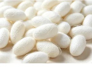 Natural white silkworm cocoons raw material for silk making craft DIY projects and fiber arts.