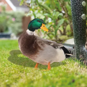 Anatra Germano Reale Acrilico Paletto Giardino Esterno Prato Stampa UV Doppia Faccia