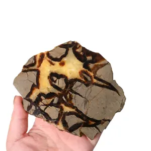 Natural Septarian Nodule Slice Raw Stone Mineral Specimen for Desktop Decor Display