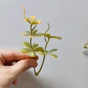 Close-up detail of artificial PVC five-petal green leaves stem for DIY crafts and floral decor.