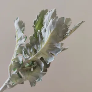 Artificial silver leaf dusty miller floral greenery stem for arrangement detail view