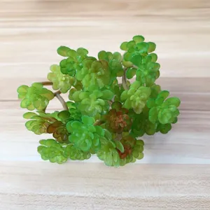 Kunstvolle Sukkulente Pflanze Miniatur grüne Blätter Mikro Landschaft Detail Ansicht.