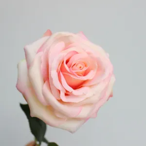 Vista dettagliata di grande rosa artificiale in seta rosa, ideale per decorazione casa.