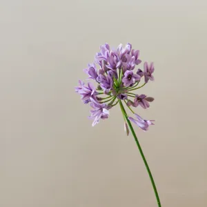Close up view of the purple artificial agapanthus flower stem, elegant silk floral decor.