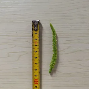 Green artificial flower leaves, detailed view showing size with measuring tape for DIY craft.