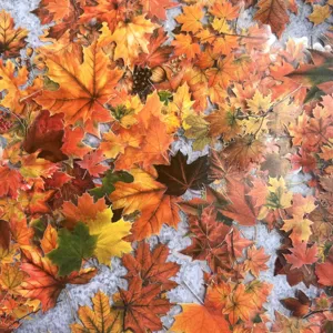 Detailed close-up of transparent PET autumn maple leaf stickers, ideal for scrapbooking.