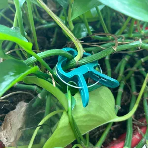 Detail shot of green plastic plant support clips, ideal for securing tomato vines and flowers.
