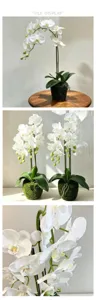 Close-up detail of artificial white orchids with green leaves and moss pot for interior.