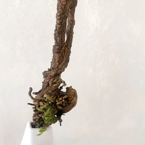 Detaillierte Nahaufnahme von Trockenrattan-Rebenast mit Moos für Deko und Blumenarrangement.