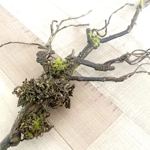 Künstlicher verwelkter Rebenast mit Moos für Hochzeit Heimtextilien Blumenarrangement Zubehör