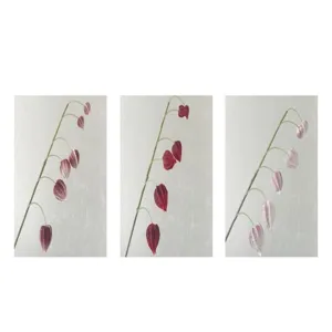 Set of three botanical art prints featuring Chinese lantern flowers. Elegant home decor detail.