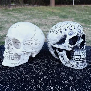 Resin skull figurine set, anatomical and astrology decorative Halloween ornaments home decor.