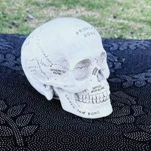 Close-up detail of resin anatomical skull model with bone labels for Halloween and decor.