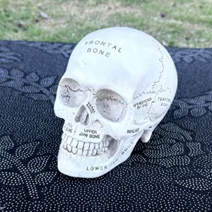 Anatomical resin skull model with bone labels, ideal for Halloween decoration and study.
