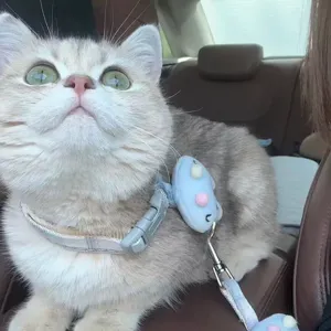 Cute cartoon rabbit cat harness and leash set, anti-escape design for kittens and small dogs.