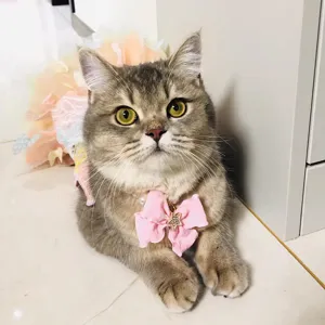Prinzessinnen Stil Haustier Perlenkette Süßes Katzenhalsband Mit Schleife Und Strass Anhänger Verstellbarer Kätzchen Schmuck