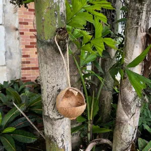 Nido de pájaro de cáscara de coco natural casa colgante para loros y aves pequeñas.