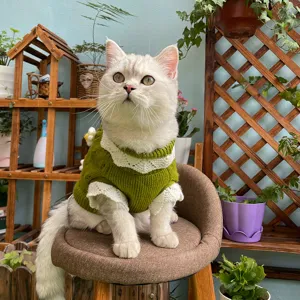 Cute green knitted cat sweater with white lace collar and cuffs, cozy autumn pet clothing.