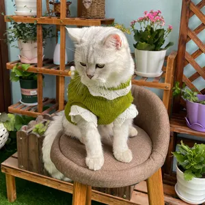 Cozy knit cat sweater with white lace collar, cute pet winter warm two-leg apparel.