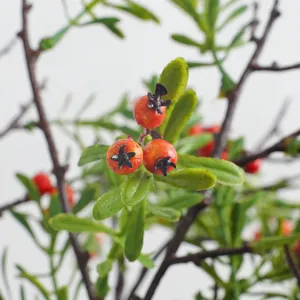 Artificial firethorn berry single branch fake fruit for home decor vase arrangement.