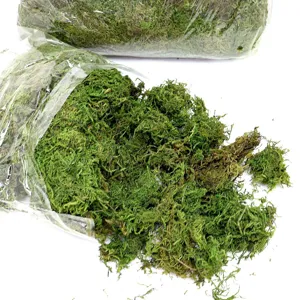 Dried green moss for potted plants micro landscape decoration terrarium crafting materials