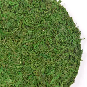 Primo piano molto dettagliato della texture di muschio verde, ottimo materiale decorativo.
