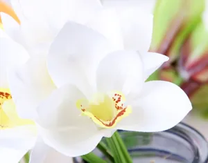Artificial white orchid flower bunch fake floral home decor close-up display item.