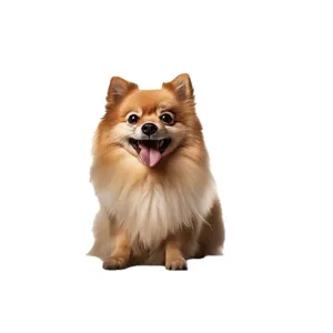 Cute Pomeranian dog acrylic keychain double sided print backpack pendant car mirror decoration