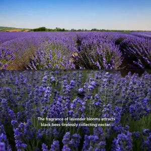 Natural lavender field and close-up floral detail photo for dried lavender decor and aromatherapy.