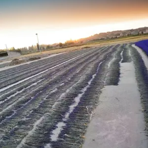 Outdoor detail view of harvested natural lavender plants drying neatly in a farm field at sunset.