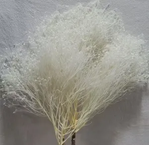 Dettaglio di ramo di fiore essiccato bianco, decorazione floreale soffice per casa e regali.