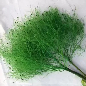 Dettaglio ramo di pianta verde preservata, fogliame soffice per composizioni floreali.