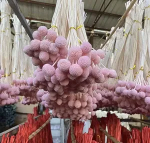 Natural preserved billy balls dried flowers pink craspedia bunch wholesale floral arrangement