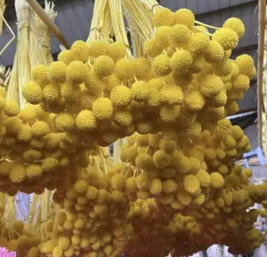 Natural dried billy balls Craspedia flower bunches for floral arrangement wholesale detail