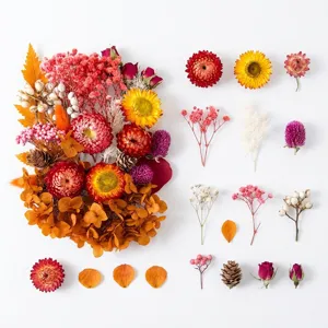 Vista dettagliata di fiori secchi colorati, pigne e petali pressati per lavoretti creativi.