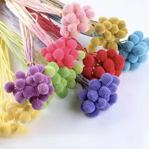 Natural Preserved Craspedia Billy Balls Dried Flowers Bouquet Rustic Plant Stems For Home Wedding Party Decor