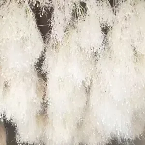 Fiori secchi di smoke tree bianco preservati decorazione botanica soffice per la casa