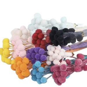 Colorful dried billy balls flowers bouquet, natural Craspedia flowers for home decor.