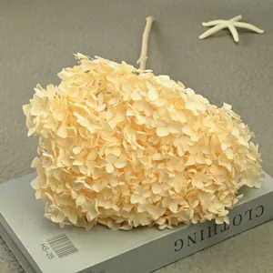 Detailed shot of preserved beige hydrangea flower branch with starfish decor on grey surface.