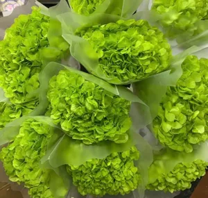 Vibrant green preserved hydrangea single stem bouquet in semi-transparent wrapping for decor.