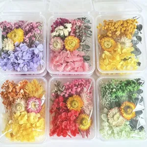 Preserved flower DIY material boxed natural dried flowers for holiday gift decoration
