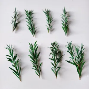 Natural Preserved Eucalyptus Mini Branch Dried Flowers For Aromatherapy DIY Craft Home Decor