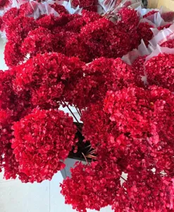 Detail shot of bulk red preserved hydrangeas, rich color and fluffy floral texture for decor.