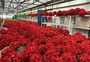 Detail view of bulk red preserved hydrangeas displayed in greenhouse wholesale inventory.